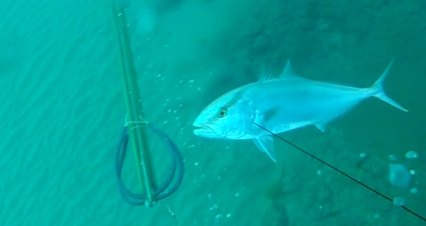 דייג בצלילה חופשית אורי בינסטד - אינטיאס יפה - spearfishing amberjack