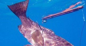 רובה דייג בצלילה חופשית - SeaWolf Predator 105 -דייג בצלילה חופשית של לוקוס אירדי 3 קילו