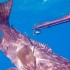 רובה דייג בצלילה חופשית - SeaWolf Predator 105 -דייג בצלילה חופשית של לוקוס אירדי 3 קילו