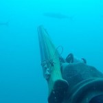 רובה דייג בצלילה חופשית - SeaWolf Predator 105 -דייג בצלילה חופשית של פלמידה לבנה
